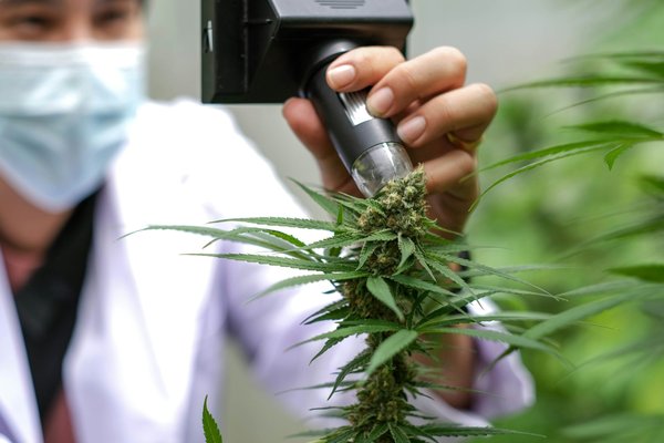 Quand récolter le CBD : la meilleure période expliquée